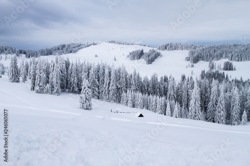 Winter landscape with trees covered in snow © anca enache
