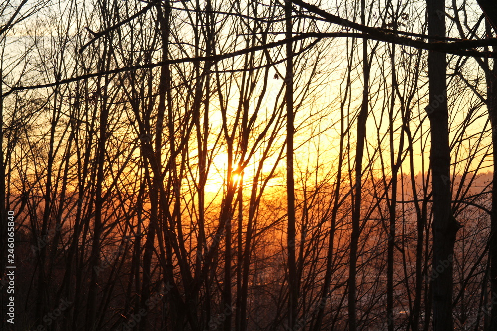 sunset through trees sunset through trees