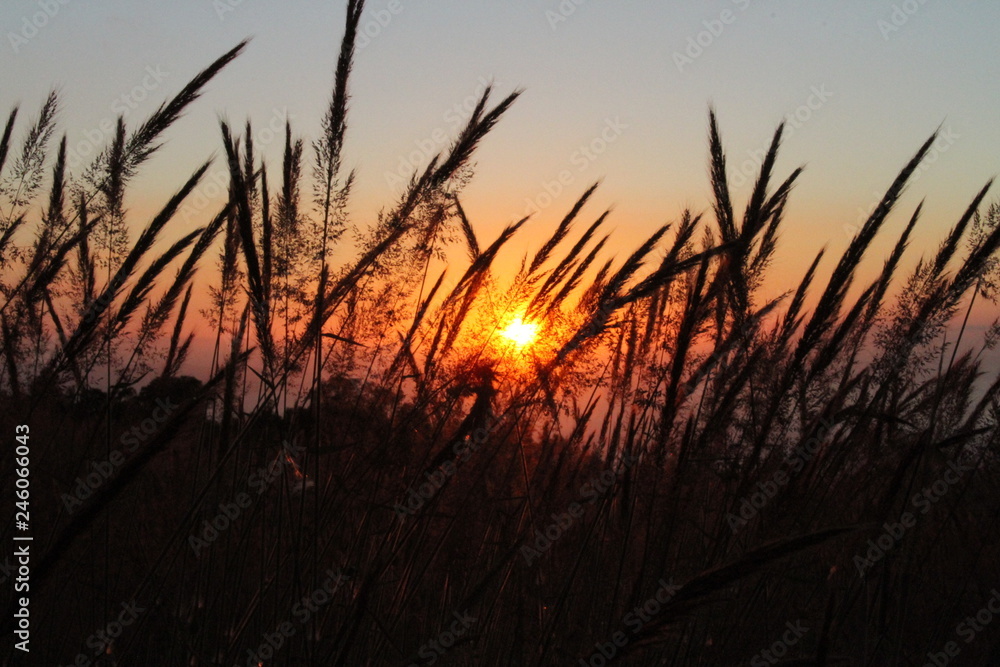 sunset through grass