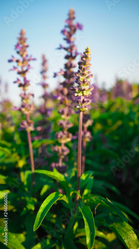 Blue Salvia Bloom beautifully, receive sunlight © oopoontongoo