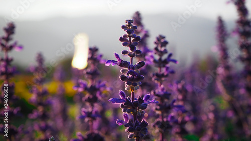 Blue Salvia Bloom beautifully  receive sunlight