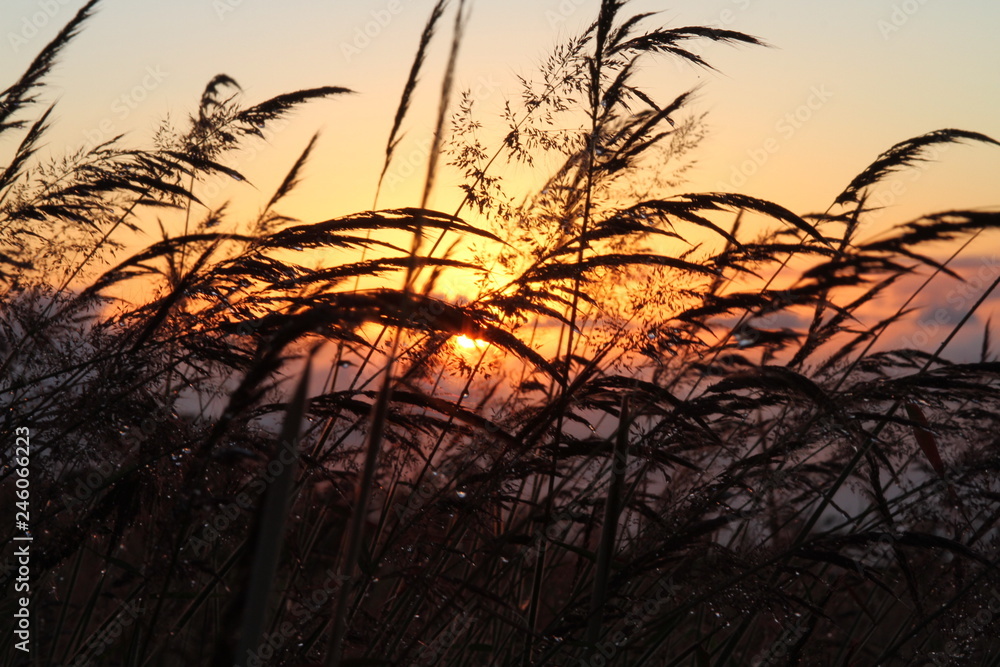 Obraz premium sunset through grass
