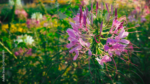 spiderflower blooming beautifully, accepting sunlight