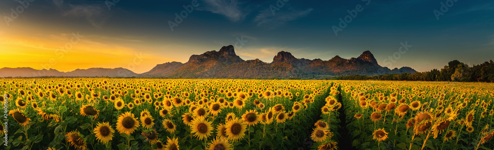 Panorama landscape of sunflowers blooming in the field., Beautiful scene of agriculture farming on mountain range background at sunset., Plantation of crop organic farm and countryside traveling. - obrazy, fototapety, plakaty 