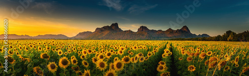 Fotografia Panorama landscape of sunflowers blooming in the field
