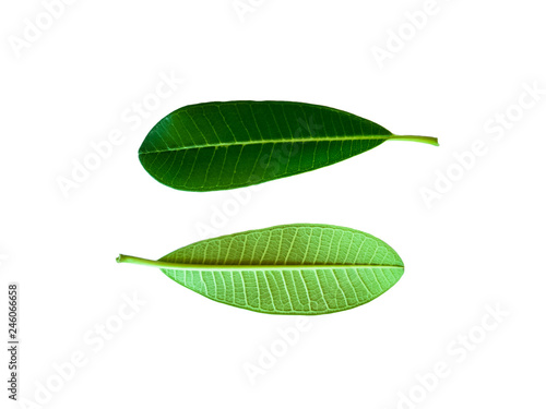 The leaves of the frangipani tree, which are two cotyledon family plants on a white background