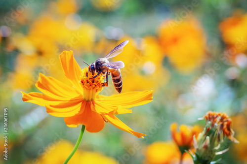 Close up bee looking for honey on pollen, orange cosmos flowers © Lek