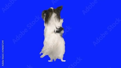 Papillon dog dancing on its hind legs on blue hromakey slow motion stock footage video