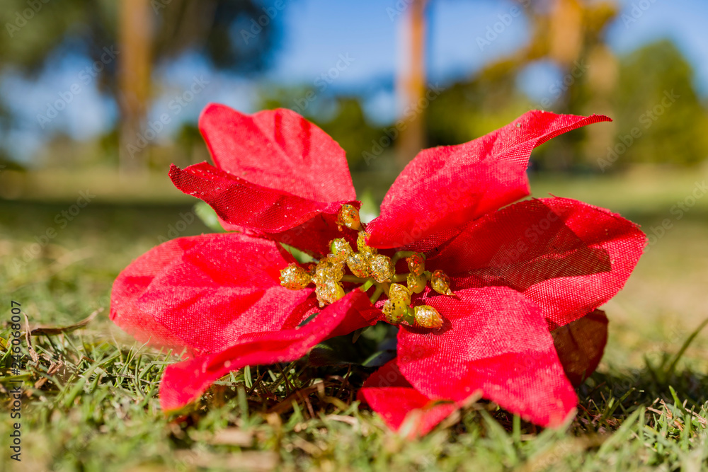 Obraz premium Close up shot of fake poinsettia