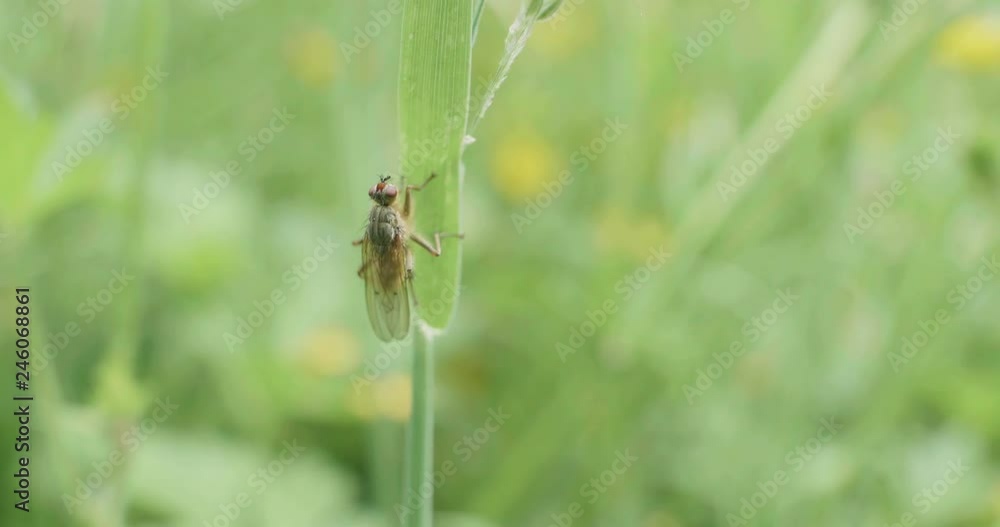 hand hold shoot small fly flying and climbing on yellow flower on summer garden hand hold shoot small fly flying and climbing on yellow flower on summer garden