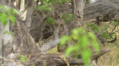 Leopard stalking on the savanna between tree chunks and high grass