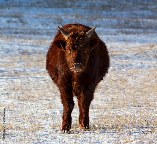 Bull stands and looks straight into the camera