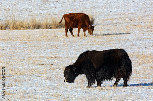 cow and Yak graze in the field in winter photo