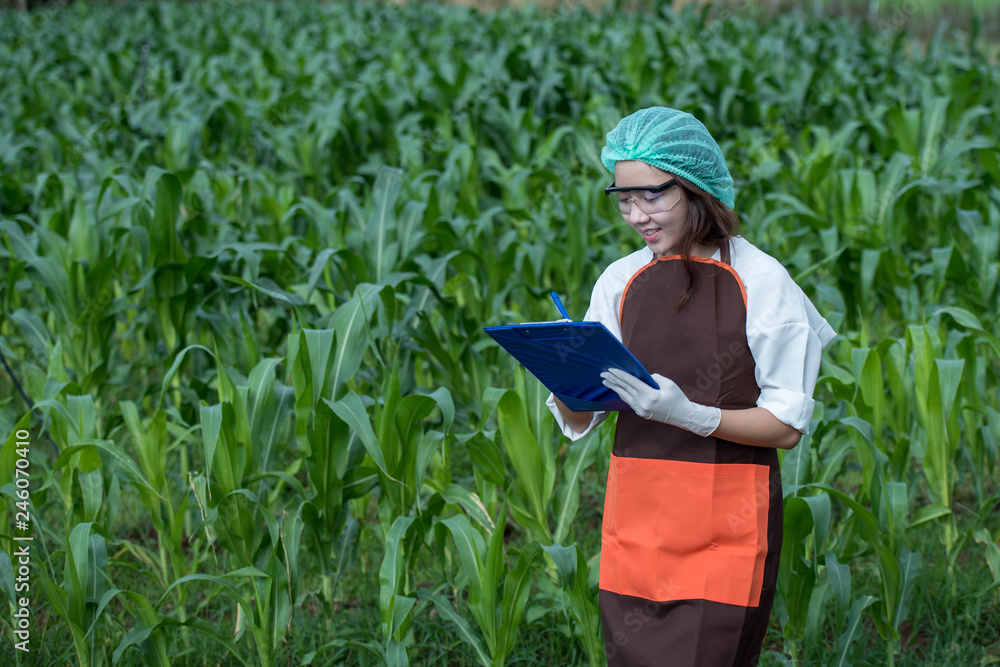 Beautiful woman, agricultural scientist with tablet In corn plots. Beautiful woman, agricultural scientist with tablet In corn plots.