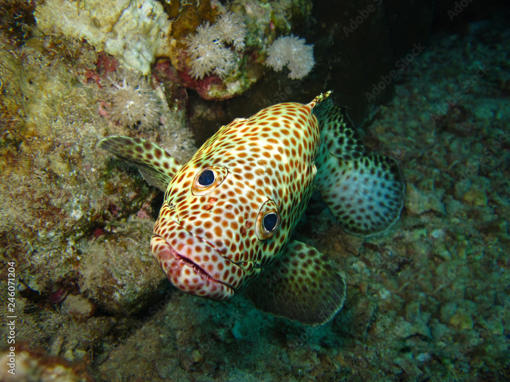 Underwater world in deep water in coral reef and plants flowers flora in blue world marine wildlife, travel nature beauty exploration in diving trip,adventures recreation dive. Fish, corals, creatures Underwater world in deep water in coral reef and plants flowers flora in blue world marine wildlife, travel nature beauty exploration in diving trip,adventures recreation dive. Fish, corals, creatures