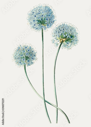 Dandelion flower illustration