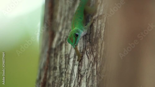 Close up of a green day gecko (Phelsuma sundbergi) on a palm tree filmed on La Digue, Seychelles with a nice bokeh. photo