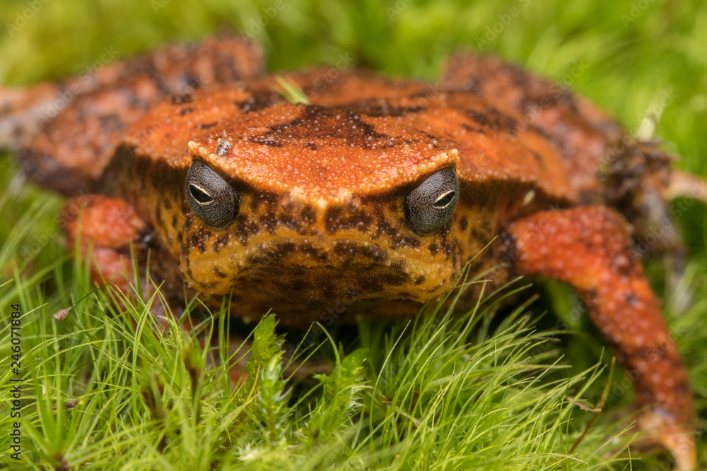 Naklejka premium Beautiful Kinabalu Sticky Frog of Sabah, Borneo Island