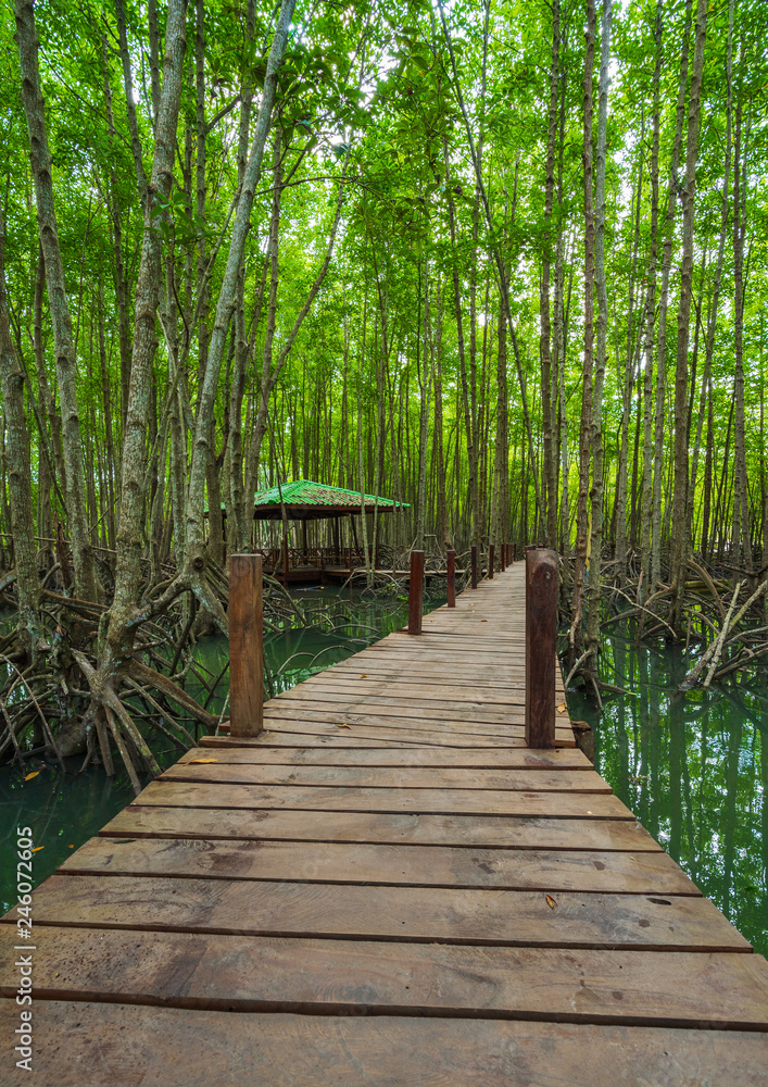 Obraz premium wooden bridge in a mangrove forest at Tung Prong Thong, Rayong, Thailand
