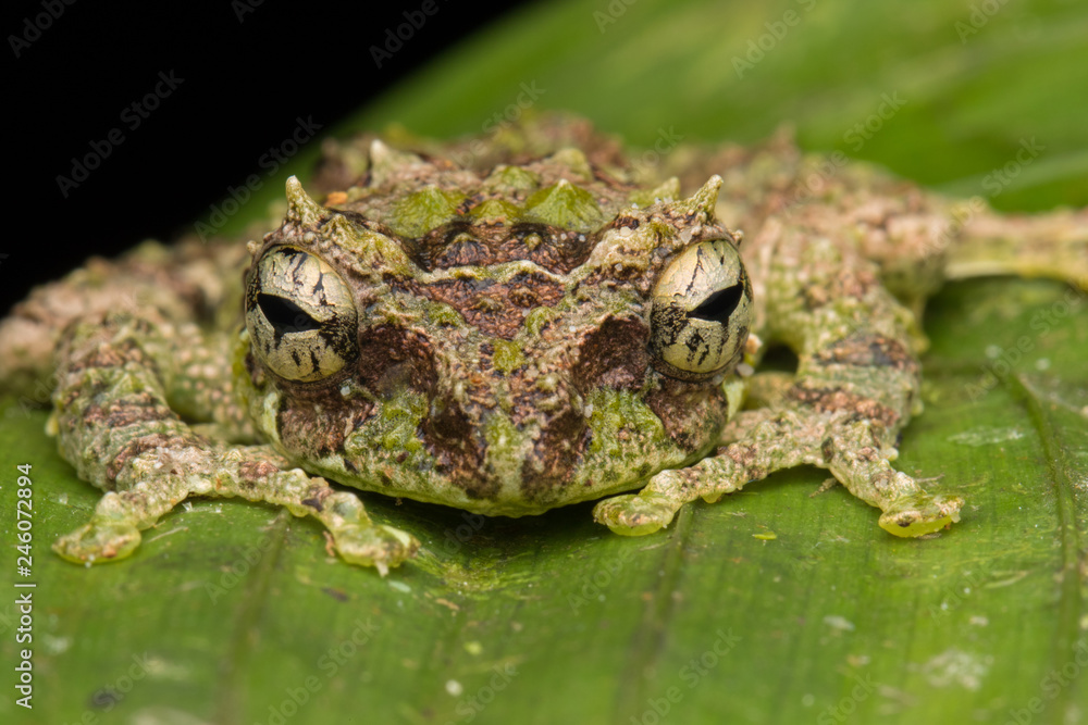 Macro Image of Mossy Tree Frog: Rhacophorus everetti. Sabah, Borneo. Taken at night , Adorable cute mossy tree frog of Borneo Macro Image of Mossy Tree Frog: Rhacophorus everetti. Sabah, Borneo. Taken at night , Adorable cute mossy tree frog of Borneo
