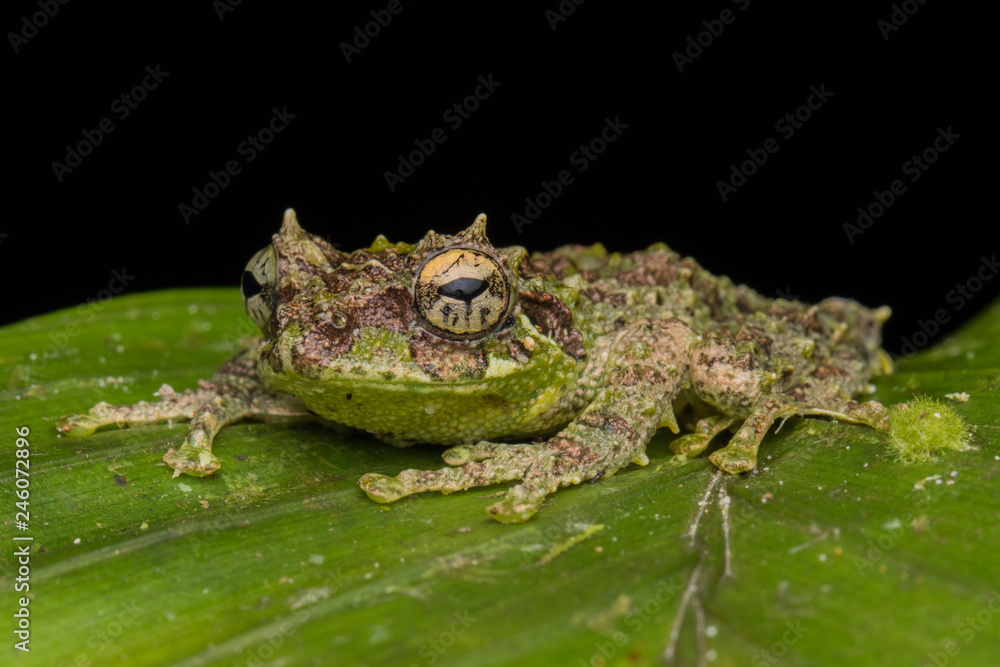 Fototapeta premium Macro Image of Mossy Tree Frog: Rhacophorus everetti. Sabah, Borneo. Taken at night , Adorable cute mossy tree frog of Borneo