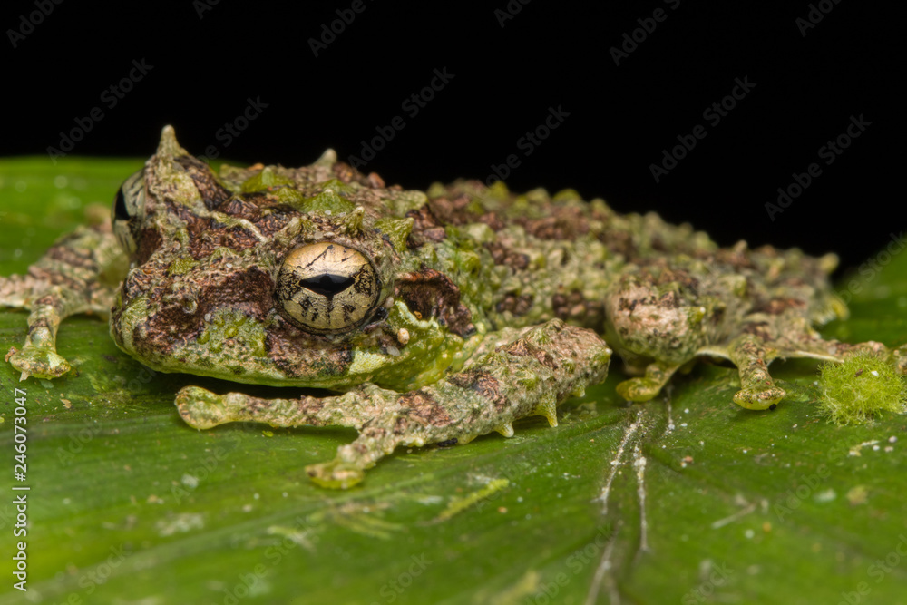 Macro Image of Mossy Tree Frog: Rhacophorus everetti. Sabah, Borneo. Taken at night , Adorable cute mossy tree frog of Borneo Macro Image of Mossy Tree Frog: Rhacophorus everetti. Sabah, Borneo. Taken at night , Adorable cute mossy tree frog of Borneo