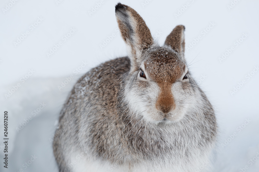 Obraz premium Mountain hare in the snow.