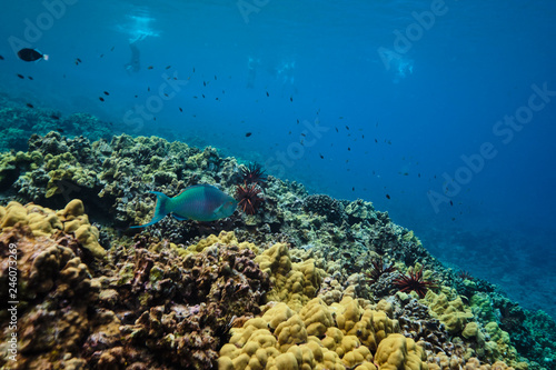 Molokini Crater Hawaii Coral Reef and fish
