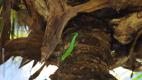 Close up of a green day gecko (Phelsuma sundbergi) on a palm tree filmed on La Digue, Seychelles with a nice bokeh. photo