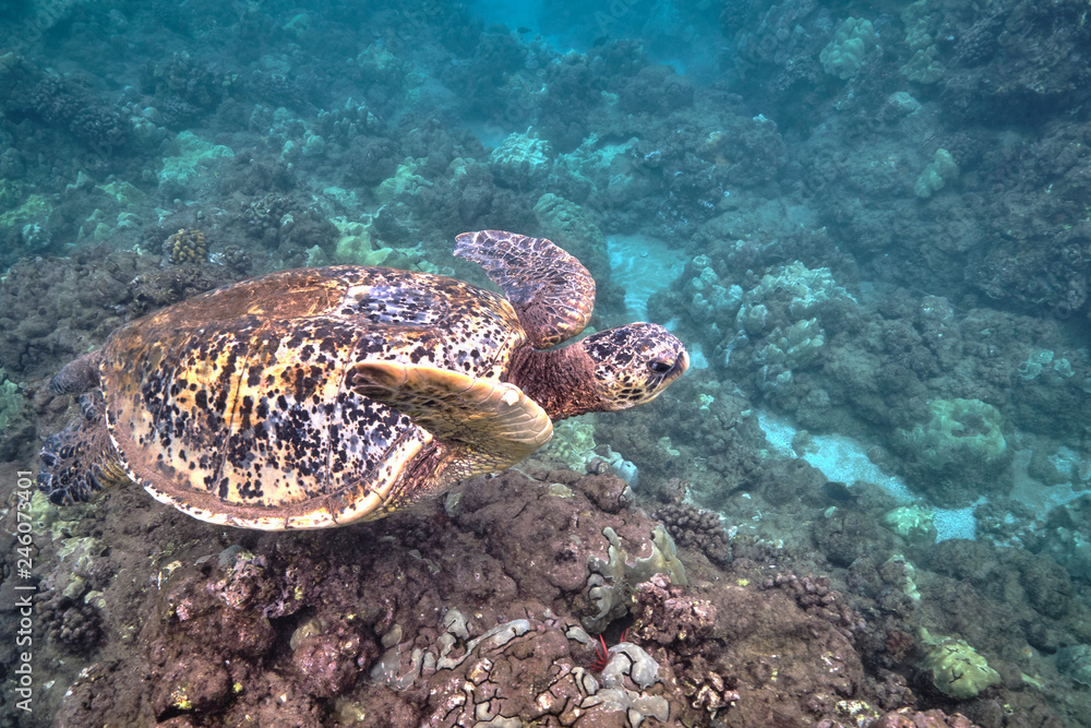 Naklejka premium Green sea turtle underwater at Turtle Town in Hawaii