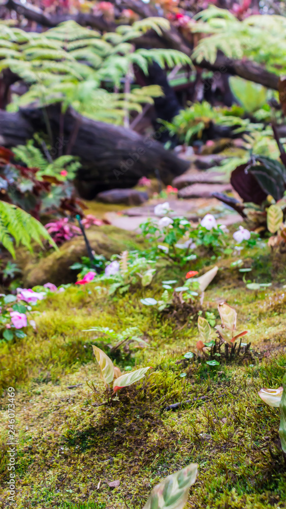 Stone and green moss decoration in japanese garden./ Stone steps and green moss decoration in japanese garden.. Stone and green moss decoration in japanese garden./ Stone steps and green moss decoration in japanese garden..