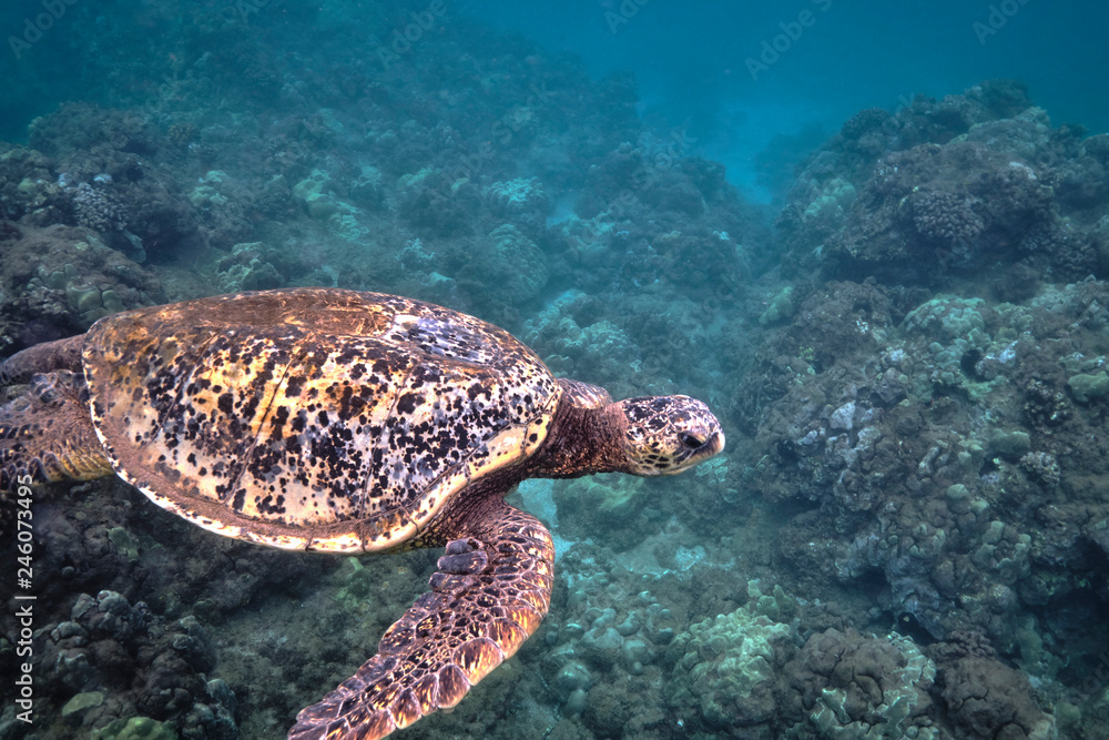 Green sea turtle underwater at Turtle Town in Hawaii