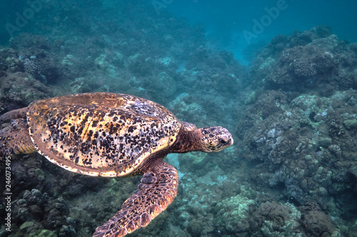 Green sea turtle underwater at Turtle Town in Hawaii