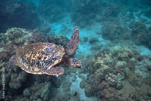 Green sea turtle underwater at Turtle Town in Hawaii © Orion Media Group