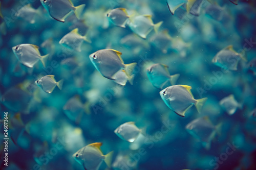 Fish and air bubbles in the aquarium. Abstract background. Tenerife. Canary Islands..Spain