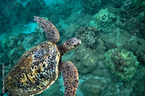 Fototapeta Naklejka Na Ścianę i Meble -  Green sea turtle underwater at Turtle Town in Hawaii