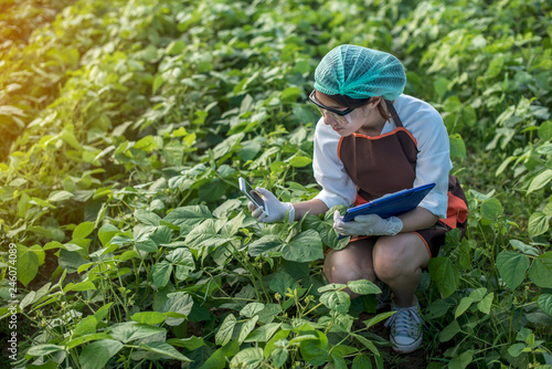 Fotografie Beautiful woman, plant disease researcher in vegetable crops