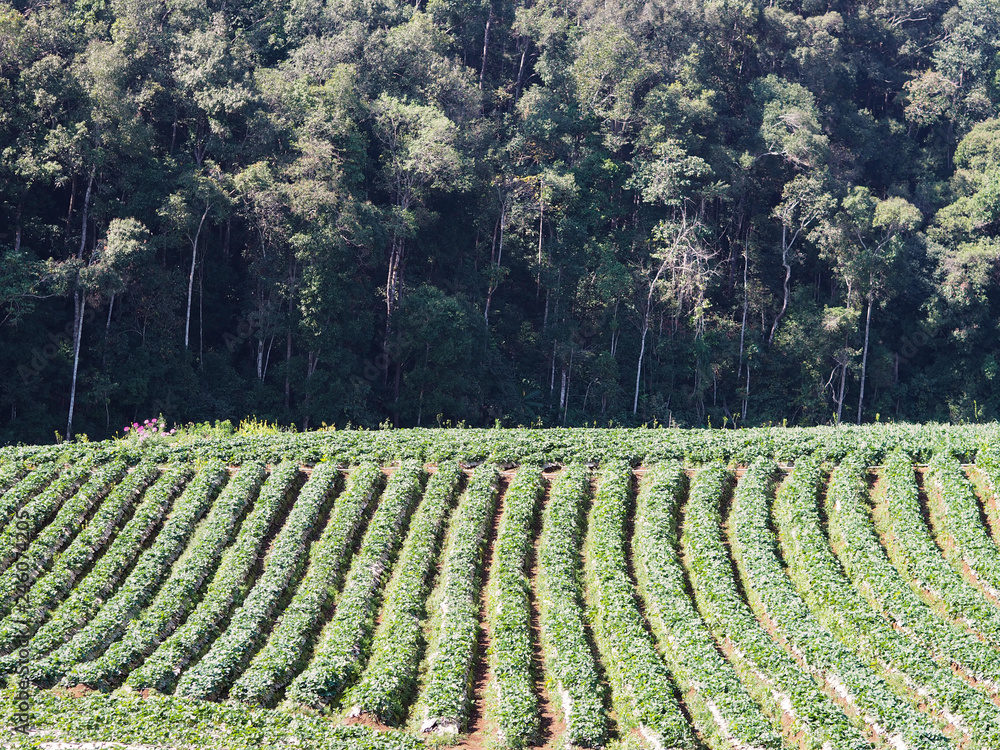 Fototapeta premium Row of strawberry plantation on the green hill