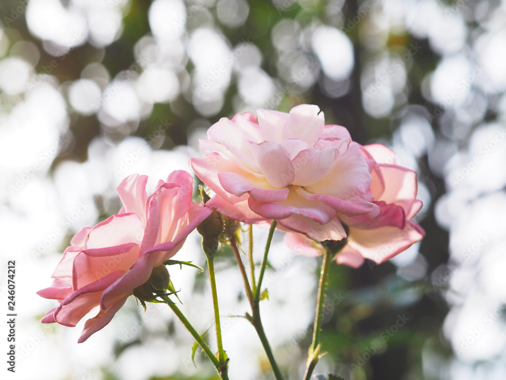 Fototapeta premium Close up pink roses over green background.