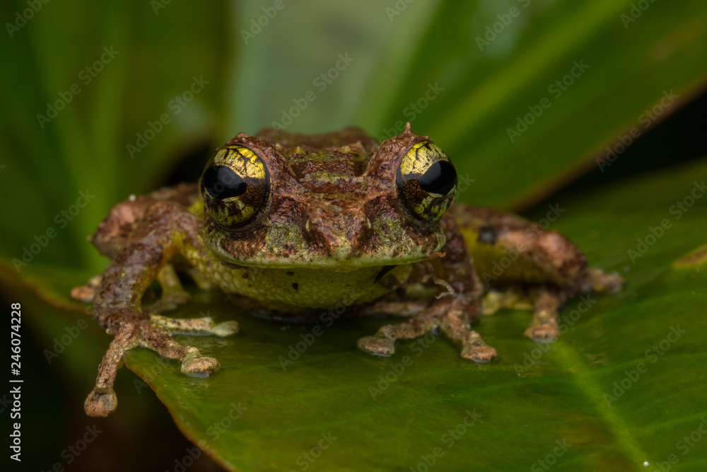 Fototapeta premium Macro Image of Mossy Tree Frog: Rhacophorus everetti. Sabah, Borneo. Taken at night , Adorable cute mossy tree frog of Borneo