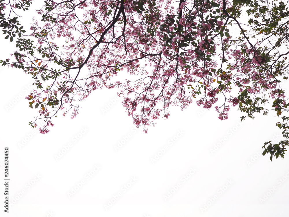  pink trumpet flowers tree over white background