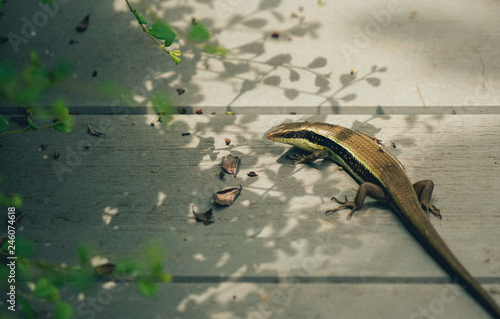 Thailand skink or East Indian brown mabuya on the ground photo