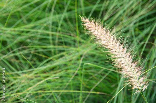 Close up Mission grass on blurred green grass background. concept for natural and greenery