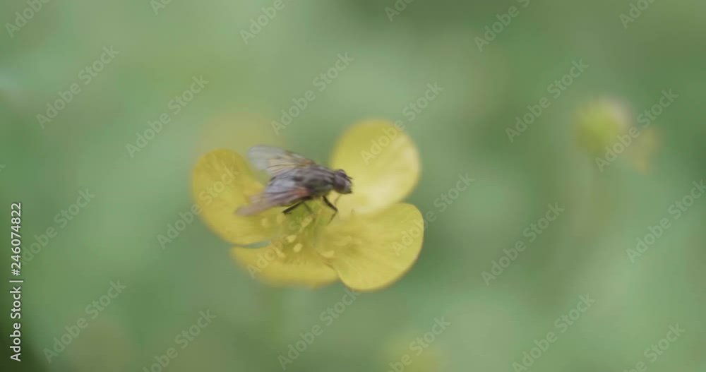 hand hold shoot small fly flying and climbing on yellow flower on summer garden hand hold shoot small fly flying and climbing on yellow flower on summer garden
