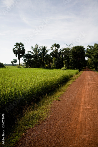 Bright green rice fields line a red dirt road in the countryside near the Angkor Archeological Park. photo