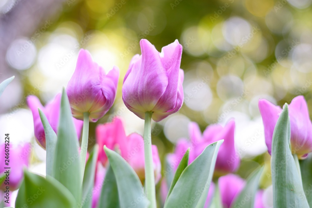Obraz premium Colorful purple tulips and green leafs with light of sunshine at 75 Anniversary Flag and Lamp Park Chiang Rai.