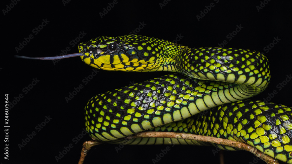 Naklejka premium Venomous pitviper (Trimeresurus sumatranus malcolmi) , Nature close-up image of Venomous Pitviper
