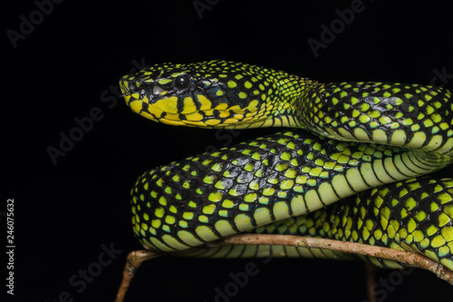 Venomous pitviper (Trimeresurus sumatranus malcolmi) , Nature close-up image of Venomous Pitviper