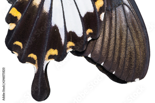 Yellow Helen or Black and White Helen (Papilio nephelus) butterfly photo
