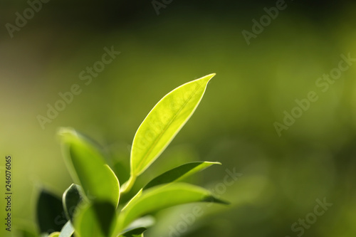 Natural green plants landscape using as a background or wallpaper,Closeup nature view of green leaf in garden at summer under sunlight